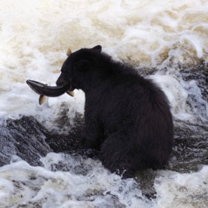 Watching bears go fishing in Alaska