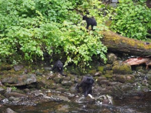 Bear watching in Traitors Cove